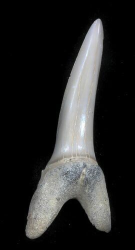 Large Sand Shark (Striatolamia) Tooth - Kazakhstan #34575